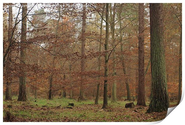  A misty autumn woodland Print by James Tully