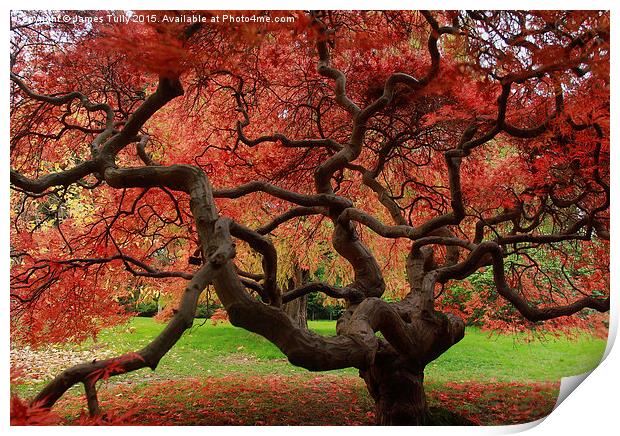  Amazing acer Print by James Tully