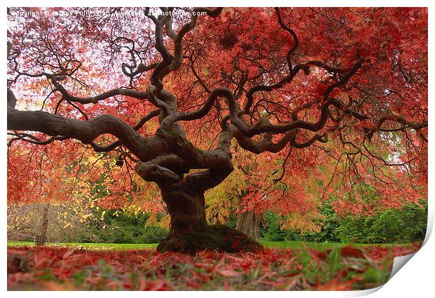  Acer magic Print by James Tully