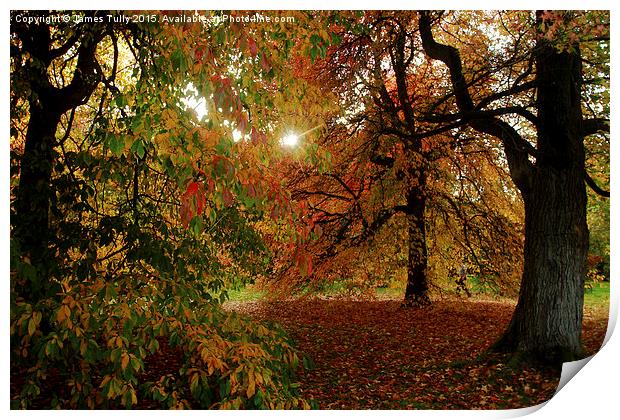  Autumn sun Print by James Tully