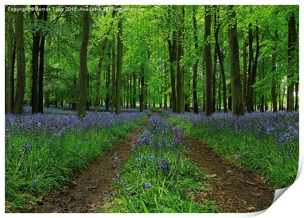  Bluebell boulevard  Print by James Tully