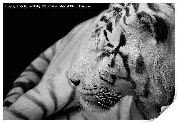 A tigers tail Print by James Tully