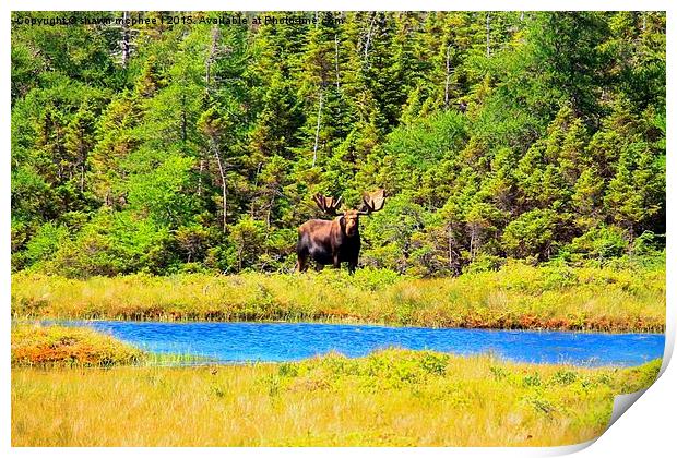  Massive moose Print by shawn mcphee I