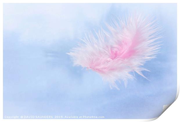 Water drop on a pink feather Print by DAVID SAUNDERS