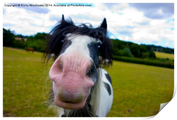  Friendliest Horse in the world Print by Richy Winchester