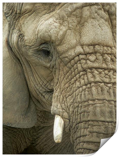 Mournful Elephant  Print by Alan Whyte