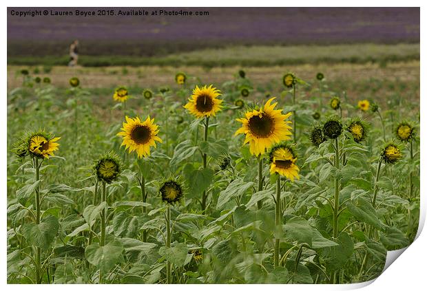  Sunflower Field Print by Lauren Boyce