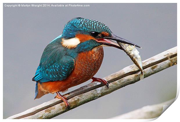  Kingfisher fishing Print by Martyn Wraight