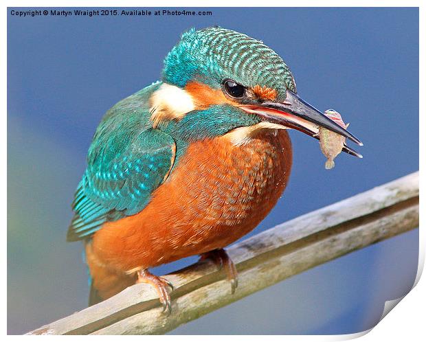  Kingfisher's fish supper Print by Martyn Wraight