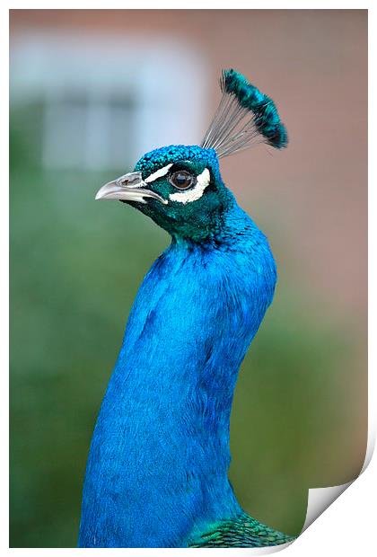  Peacock Print by Paul Collis