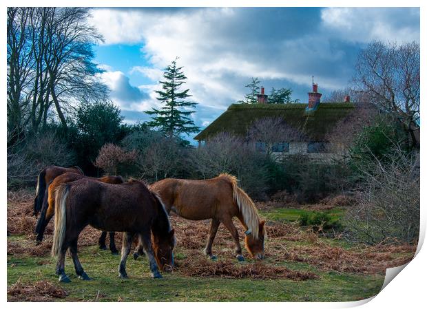 New forest ponies Print by Paul Collis