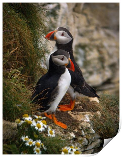 Puffins                 Print by Paul Collis