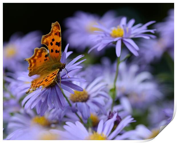 Butterfly on flower Print by Paul Collis