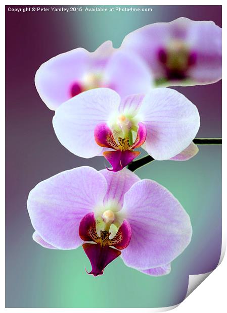 Moth Orchid #2  Print by Peter Yardley