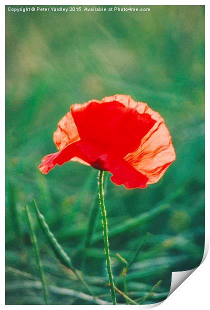 Poppy…Standing Proud Print by Peter Yardley