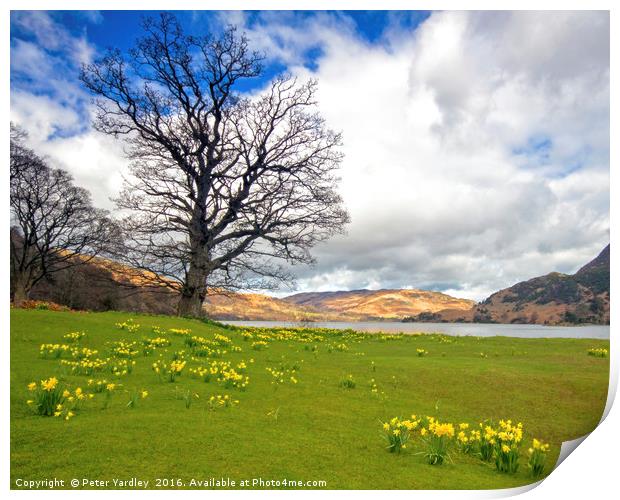 Ullswater Daffodils Print by Peter Yardley