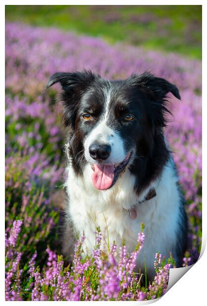 Border Collie in summer heather Print by Andrew Kearton