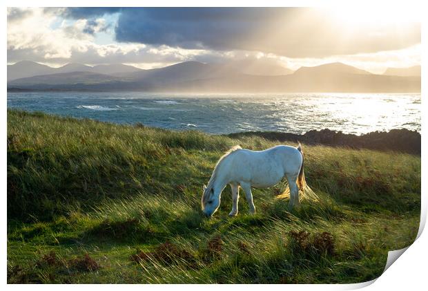 Wild pony on Llanddwyn Island, Anglesey, Wales Print by Andrew Kearton