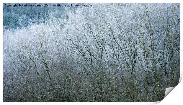  Frosted Willow abstract Print by Andrew Kearton