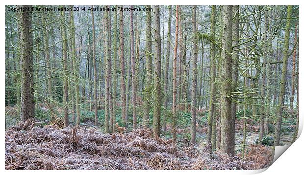  Winter in the pine forest Print by Andrew Kearton