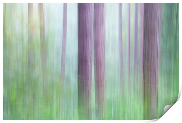  Colours of the Pine forest Print by Andrew Kearton
