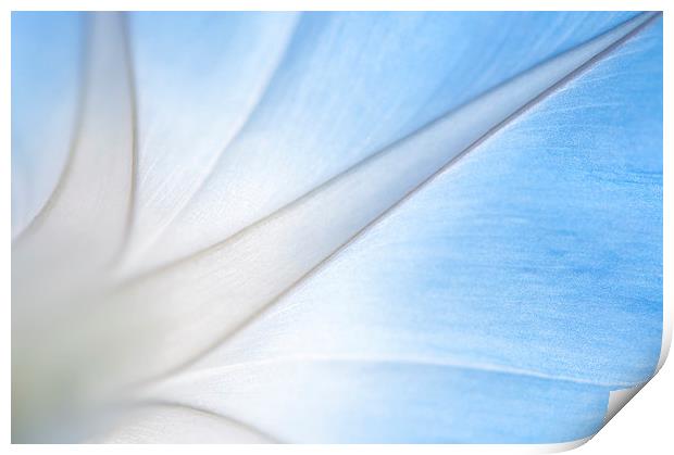 Stylish lines in a morning glory flower Print by Andrew Kearton
