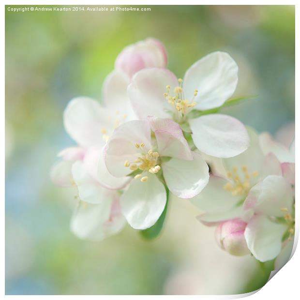  Light and Springy, Apple Blossom Print by Andrew Kearton