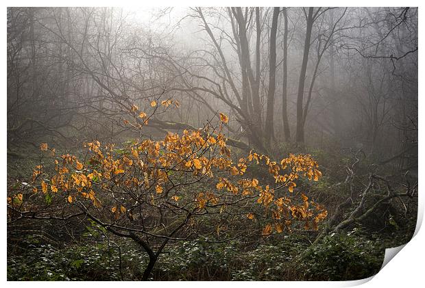  Winter colour in the misty wood Print by Andrew Kearton