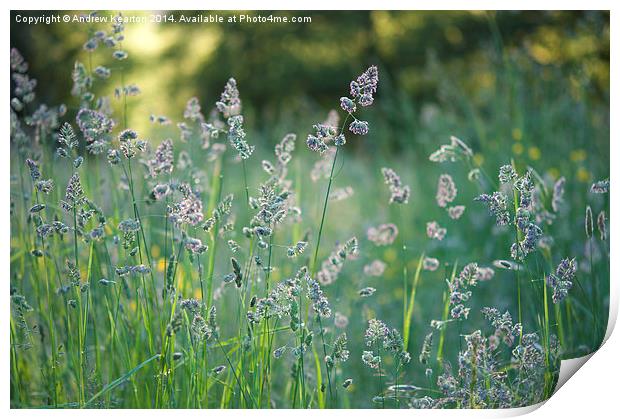  Mid summer meadow grasses Print by Andrew Kearton