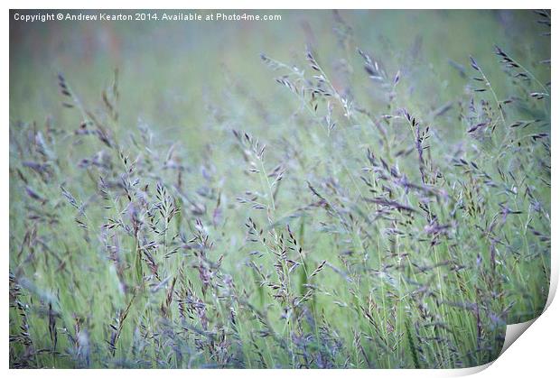  Summer meadow grasses Print by Andrew Kearton