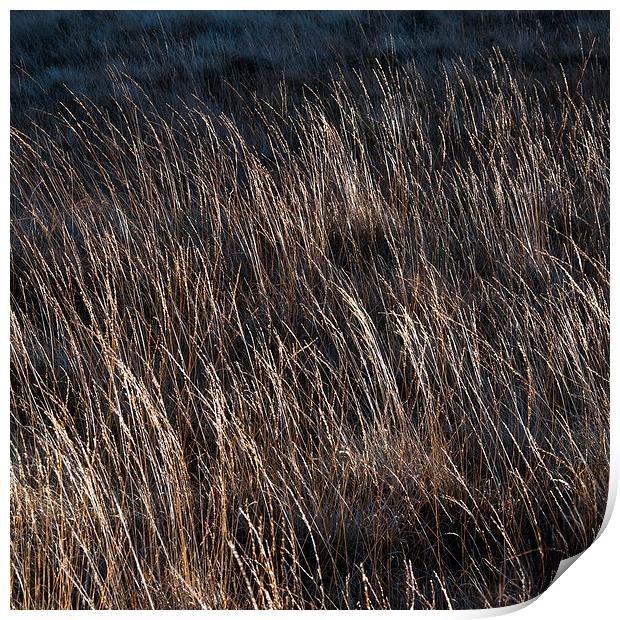  Moorland grass abstract Print by Andrew Kearton