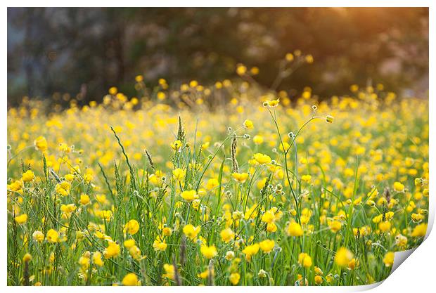  Buttercups on an English summer evening Print by Andrew Kearton