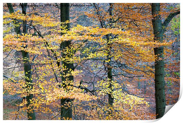  Beech boughs of golden foliage Print by Andrew Kearton