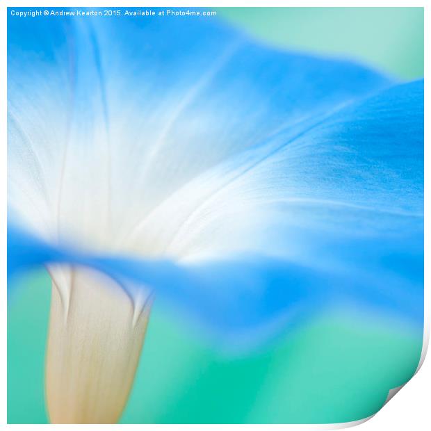  Blue morning glory flower Print by Andrew Kearton