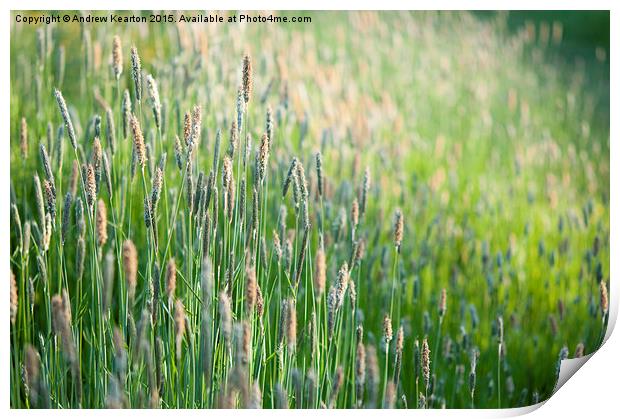  June meadow grasses Print by Andrew Kearton