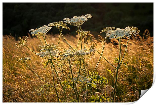  Summer wildflowers and golden grasses Print by Andrew Kearton