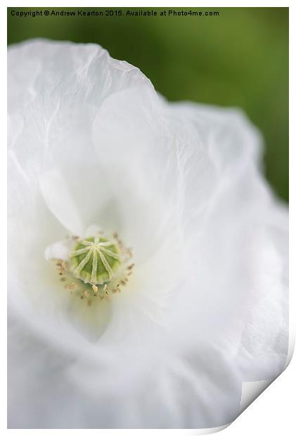  Soft white, papery petals Print by Andrew Kearton