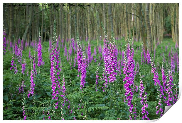  Wild Foxgloves in summer forest Print by Andrew Kearton