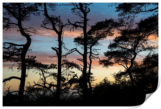  Scots pine silhouettes at sunset Print by Andrew Kearton