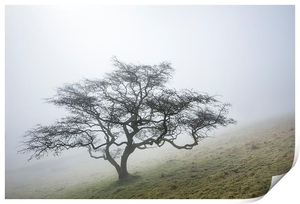  A lone Hawthorn on a misty hillside Print by Andrew Kearton