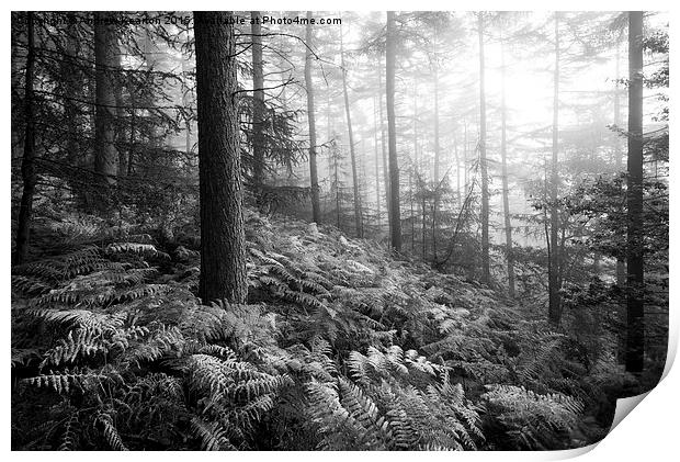  Atmospheric morning in a forest in the Peak Distr Print by Andrew Kearton