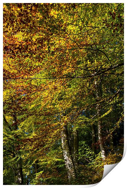 Beech trees in full Autumn colour Print by Andrew Kearton