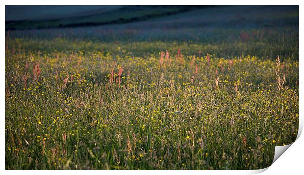  Low sunlight on a summer meadow Print by Andrew Kearton