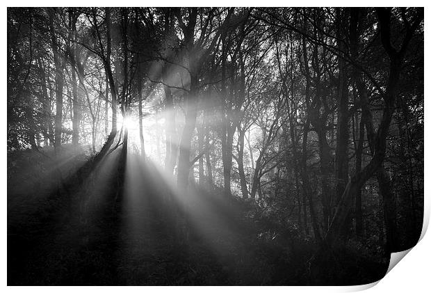  Light in the dark woods Print by Andrew Kearton