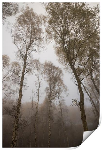  Tall trees in Autumn mist at dusk Print by Andrew Kearton