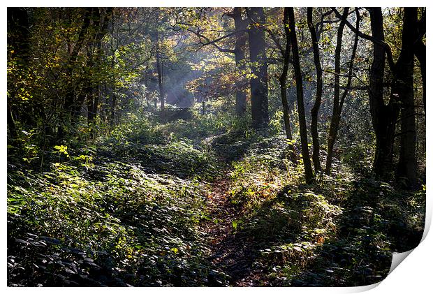  Path through an autumn woodland Print by Andrew Kearton