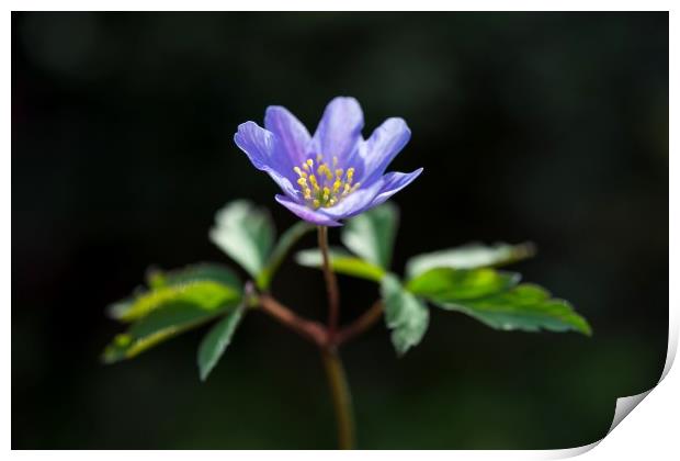 Blue Anemone Print by Andrew Kearton