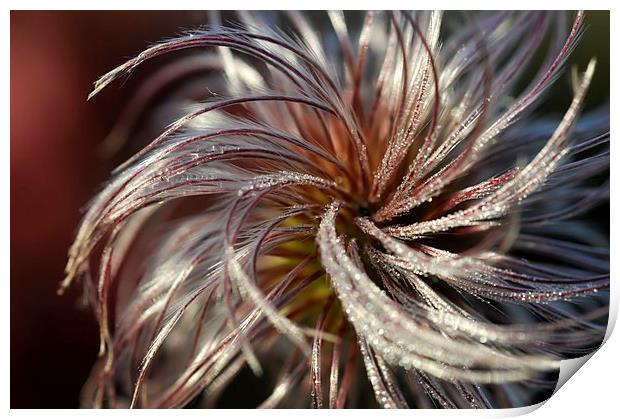 Soft and silky seed head Print by Andrew Kearton