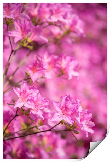 Bright pink Azalea blooms Print by Andrew Kearton