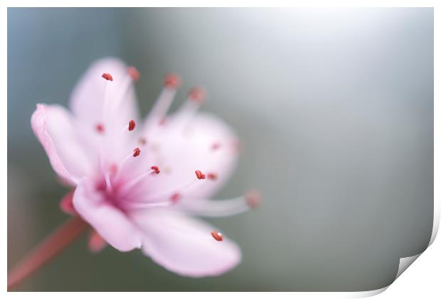 Single pink blossom Print by Andrew Kearton